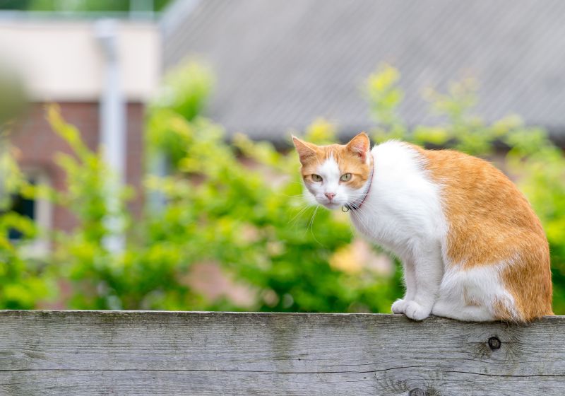 Dieren