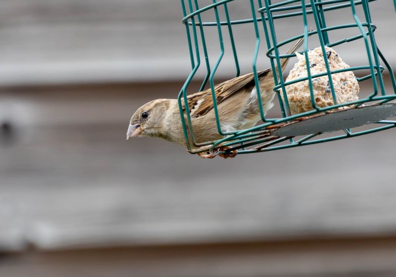 Dier en Natuur