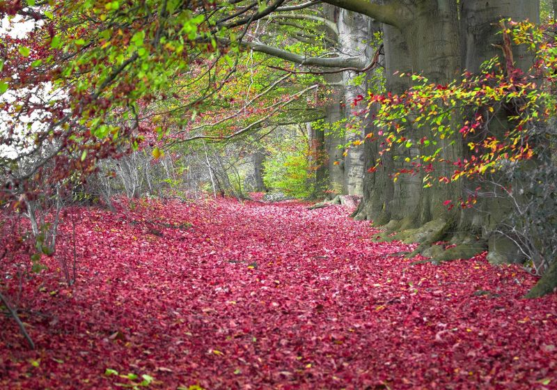 Natuur